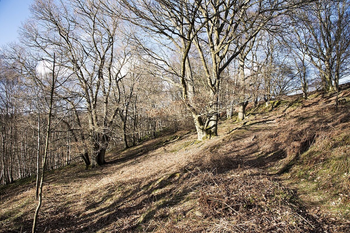 Photograph accompanying Bradfield Woods National Nature Reserve